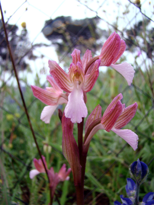 Orchidee spontanee da identificare